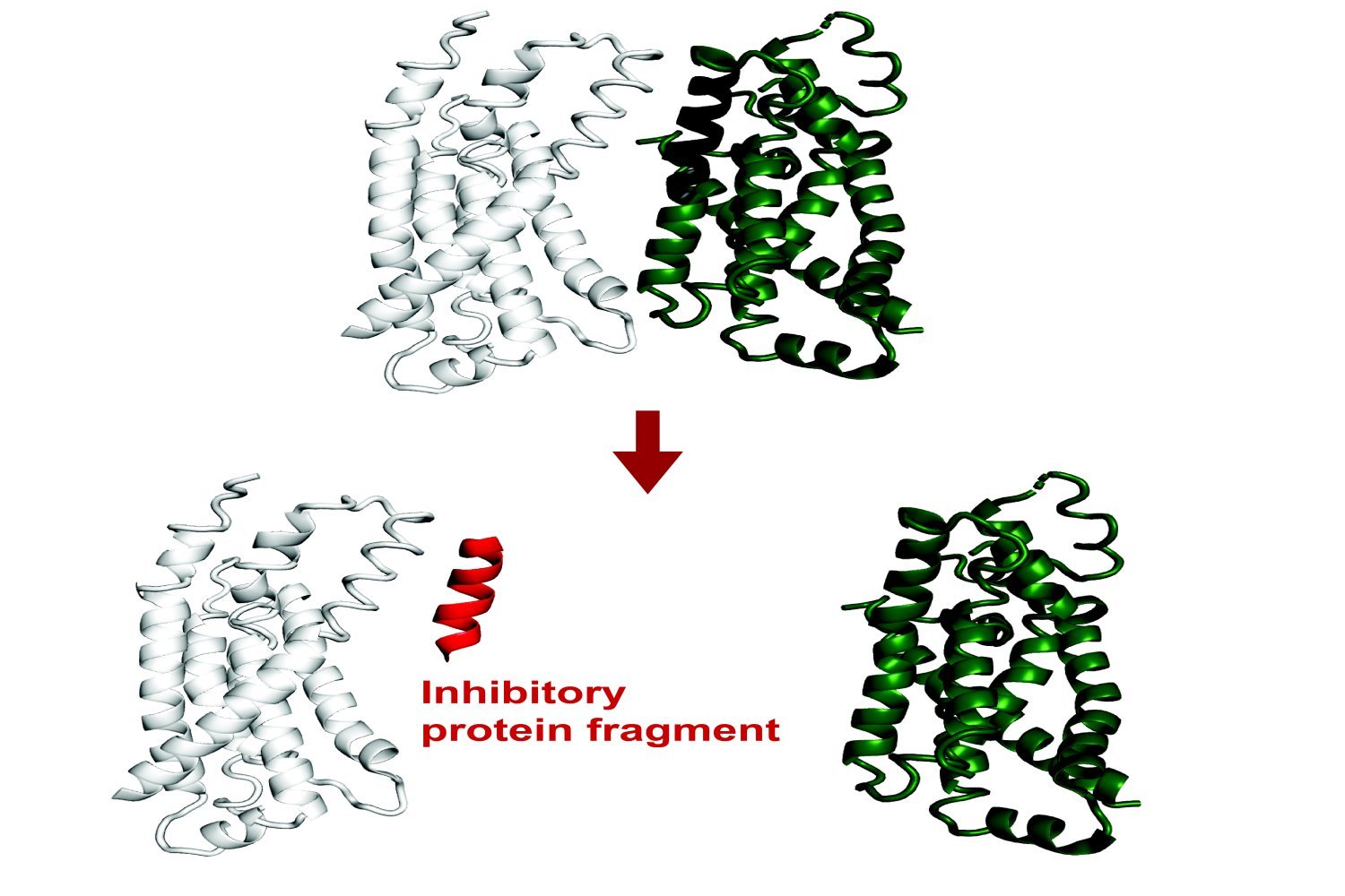 AI system predicts protein fragments that may bind to a target or inhibit a target